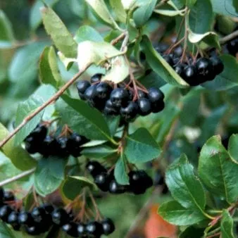 Isomarja (suurehedelmäinen)
