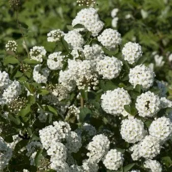 Morsiusspirea